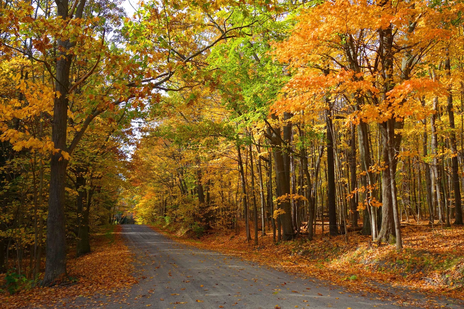 Joe's Retirement Blog Fall Forests, Ithaca, New York, USA