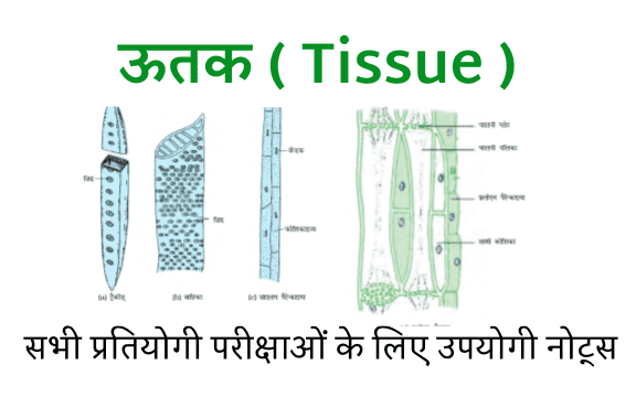 ऊतक ( Tissue ) Biology Notes in Hindi With Free PDF - Knowledge Hub