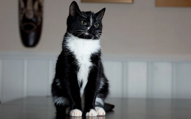 Mooie zwart witte kat