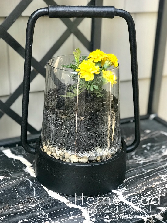 Plant in a repurposed candle lantern. 