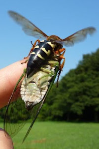 A close-up of a female Cicada Killer Wasp holding a paralyzed Cicada.