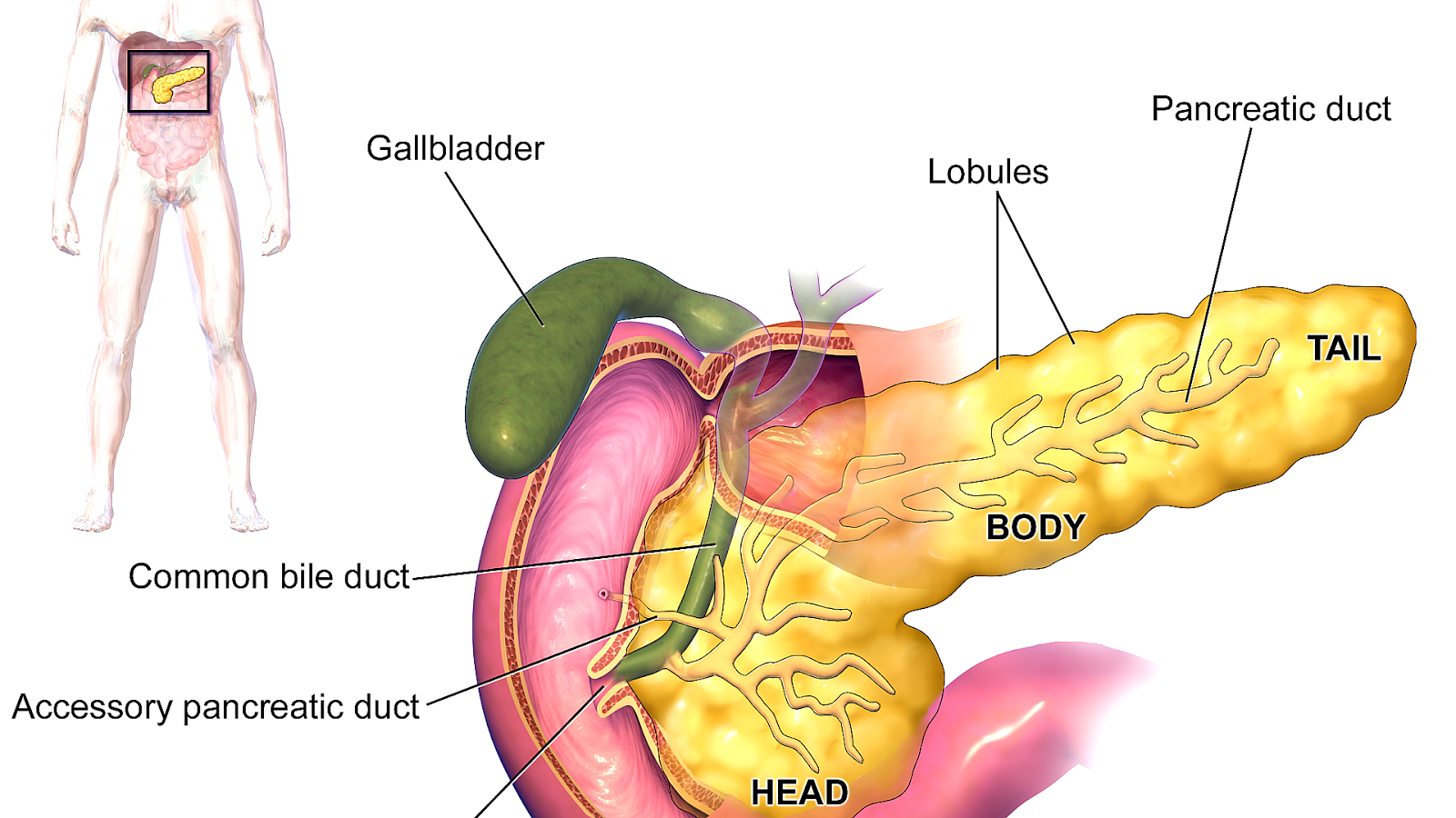Insulin Production In The Pancreas - Insulin Choices