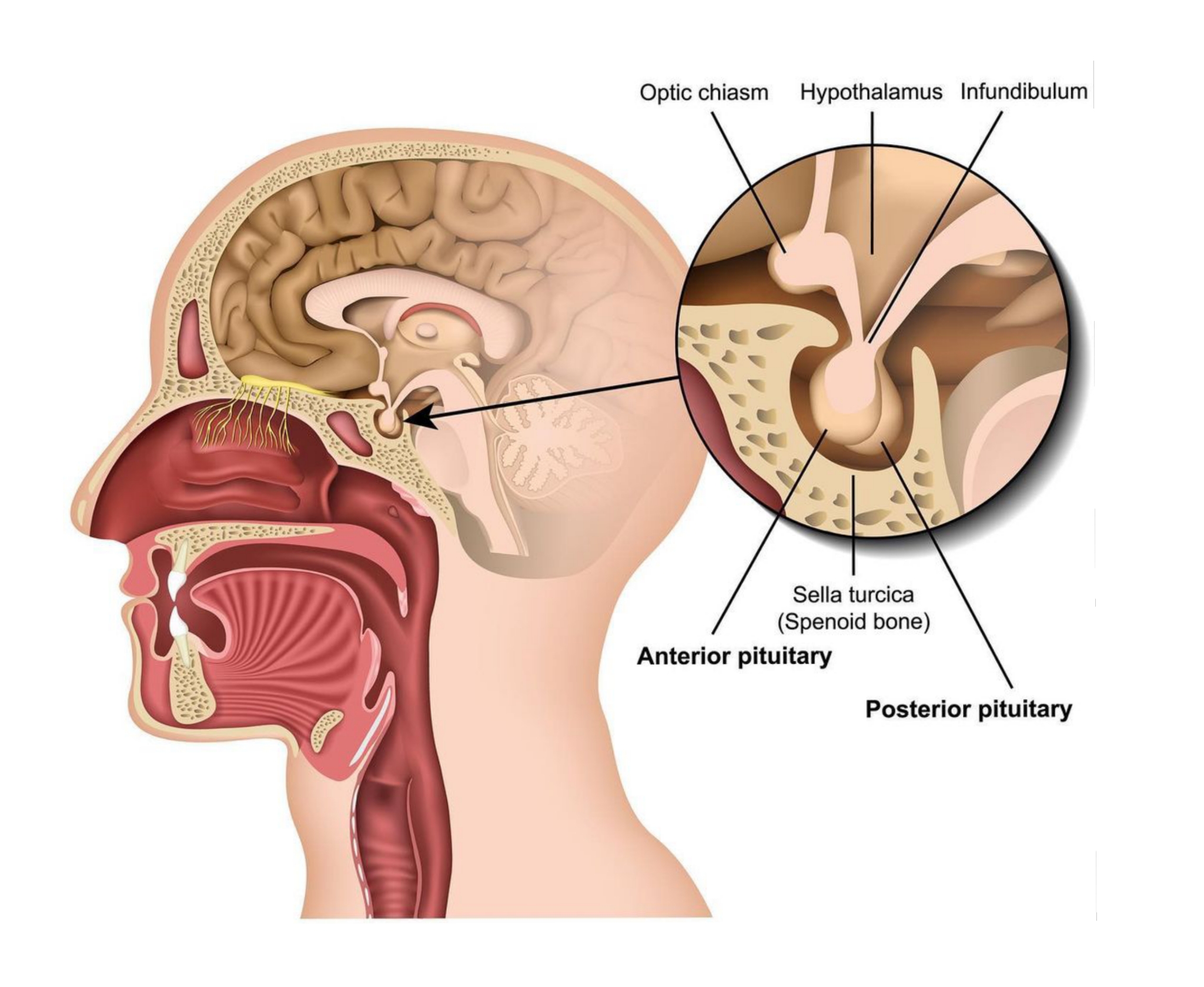 Гипофиз в голове. Гипоталамус и гипофиз анатомия. Гипоталамус и гипофиз 3д. Гипофиз гипоталамус шишковидная железа. Гипофиз анатомия человека.