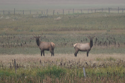 Elk near Trans Canada Trail Saskatchewan.