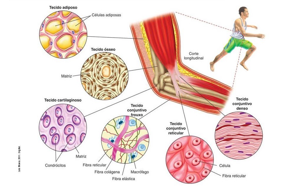 Tecido Conjuntivo Manual Da Biologia