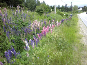 natural beauty - wild flowers [lupins]