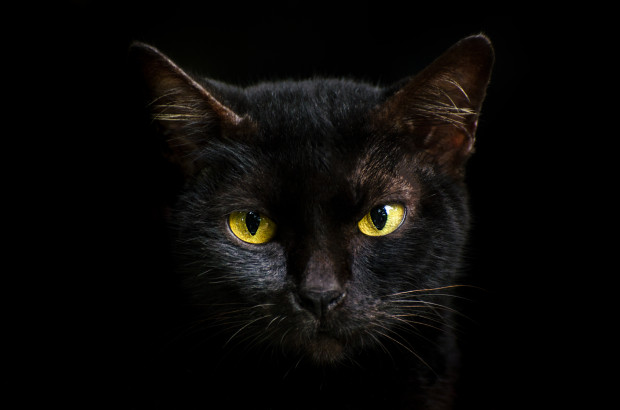 Kucing hitam sering dikaitkan dengan mitos misteri yang menakutkan benarkah demikian