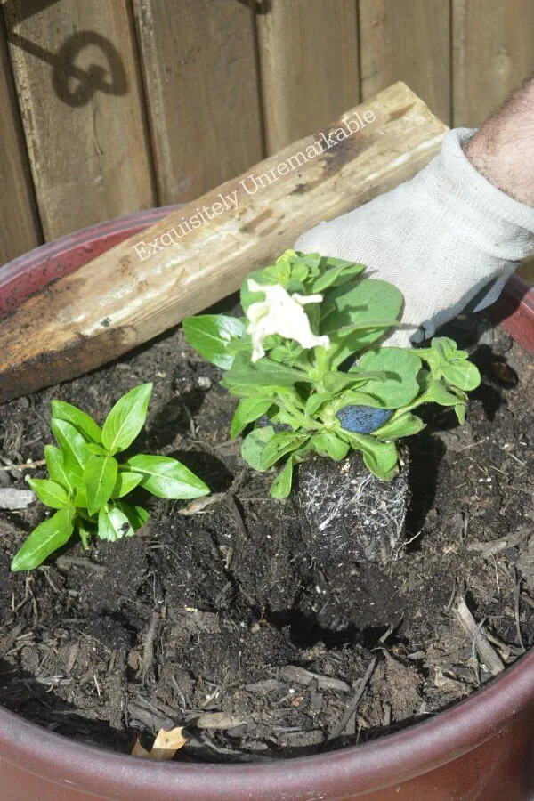 Gloved gardening hand planting a flower in a planter