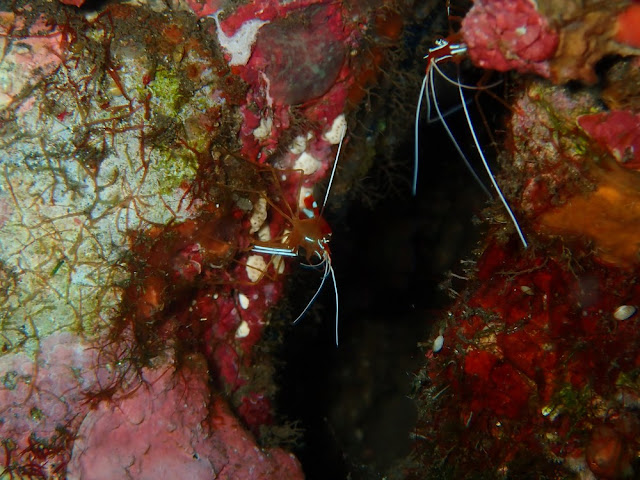 Lysmata amboinensis Lysmata amboinensis