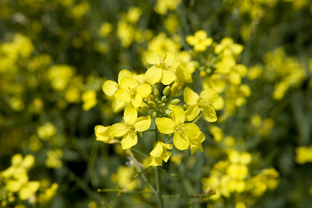 La colza (Brassica napus var napus)