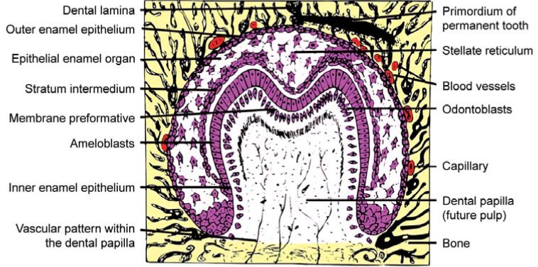 Understand Development of Tooth Stages With Diagrams and Charts