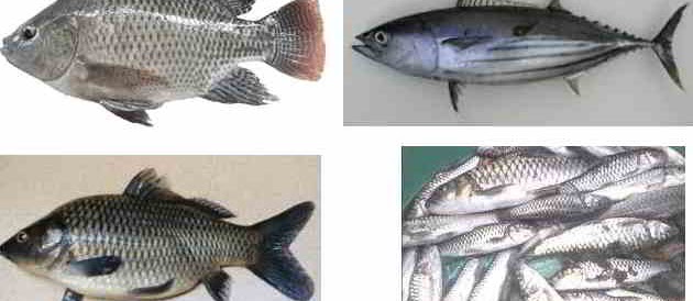 Ikan Konsumsi yang Paling Laris? Berikut Nama dan Gambarnya