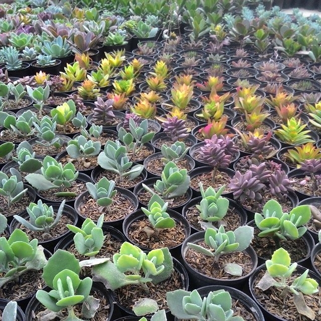 Cara Merawat Souvenir Kaktus Succulentpedia
