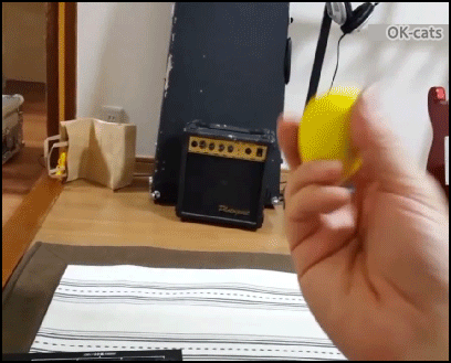 Funny Cat GIF • Sliding kitten. He wants to play fetch with his yellow toy Funny Cat GIF • Sliding kitten. He wants to play fetch with his yellow toy