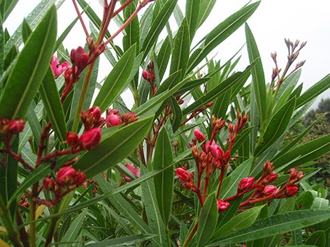 Adelfas de color rojo