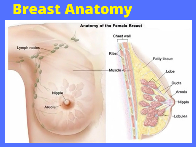 breast anatomy breast anatomy