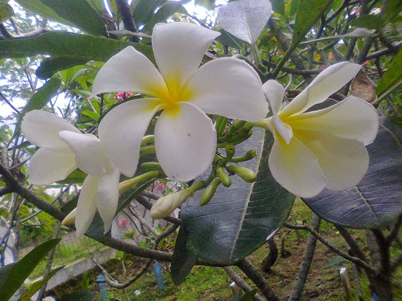 Ide 23+ Bagian Bagian Bunga Kamboja