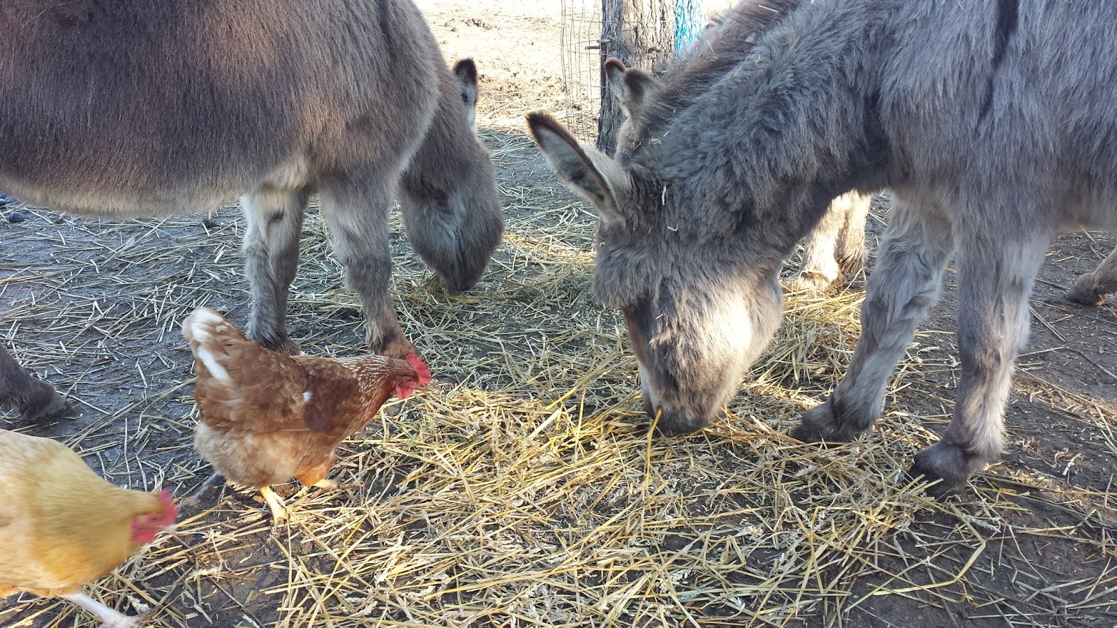 My Miniature Donkeys Donkey and Chicken Fraternization