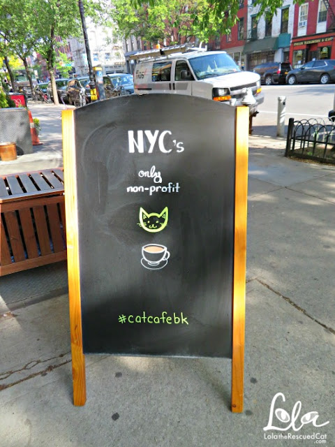 cat cafes|brooklyn cat cafe