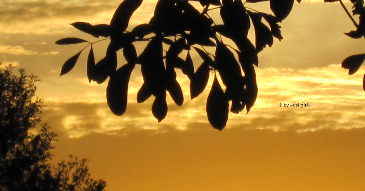 At the Starting Gate The Golden Time of Day