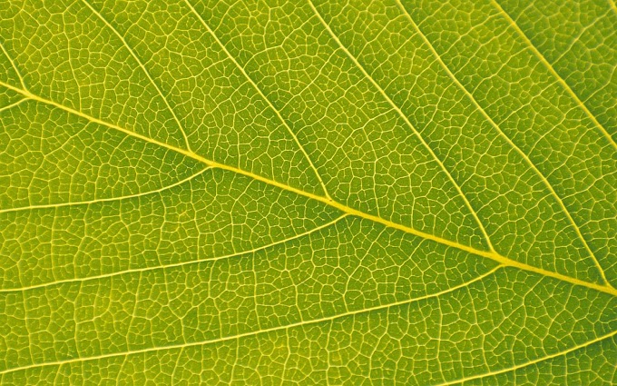 Close up van een blad van een boom