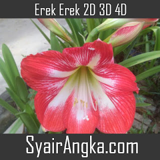 Erek Erek Bunga Amarilis 2D 3D 4D