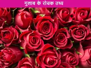 Rose in Hindi-Gulab in Hindi