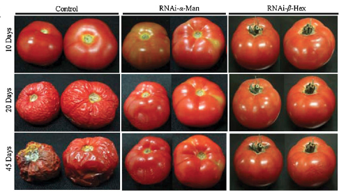 Resultado de imagen para tomate Flavr Savr