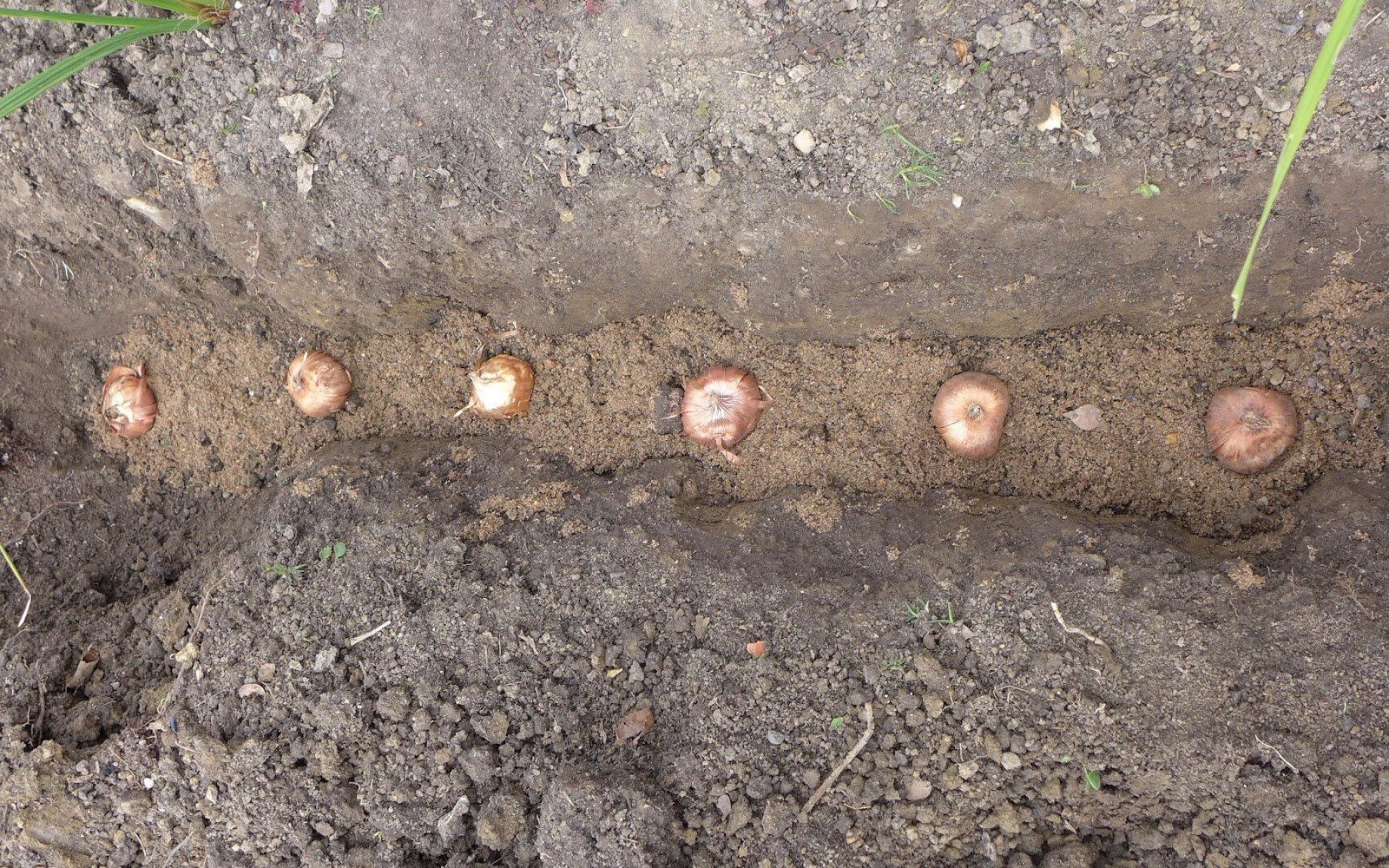 Basicallyitsgrowing: Excessive gladiolus bulb planting - a ...