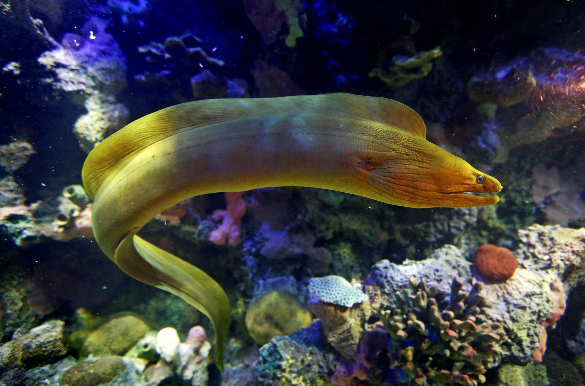 How dangerous is a Moray eel? Where are these eels found?