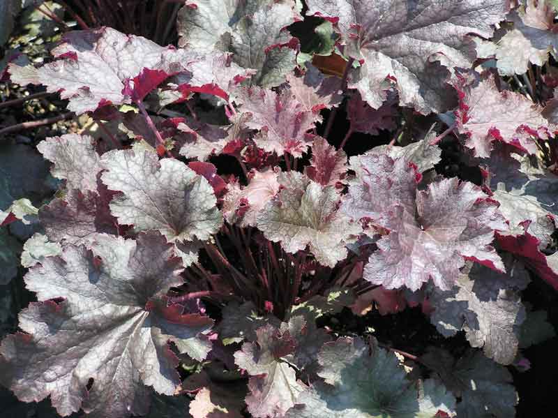 A GUIDE TO NORTHEASTERN GARDENING Feature Plant Heuchera (Coral Bells) A Perennial for all A GUIDE TO NORTHEASTERN GARDENING Feature Plant Heuchera (Coral Bells) A Perennial for all