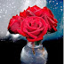 Imágenes de amor - Imágenes de San Valentín - Hermoso ramo de flores 