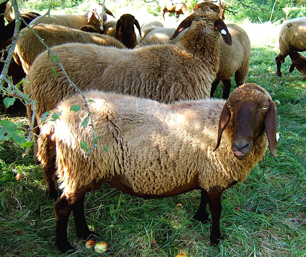 brown mountain sheep, pecora nera-bruna, schwarzbraunes bergschaf, braunes bergschaf sheep, about braunes bergschaf sheep, braunes bergschaf sheep appearance, braunes bergschaf sheep breed, braunes bergschaf sheep breed info, braunes bergschaf sheep breed facts, braunes bergschaf sheep care, caring braunesbergschaf sheep, braunes bergschaf sheep color, braunes bergschaf sheep characteristics, braunes bergschaf sheep coat color, braunes bergschaf sheep color varieties, braunes bergschaf sheep development, braunes bergschaf sheep ewes, braunes bergschaf sheep facts, braunes bergschaf sheep for meat, braunes bergschaf sheep forwool, braunes bergschaf sheep for vegetation management, braunes bergschaf sheep history, braunes bergschaf sheep horns, braunes bergschaf sheep info, braunes bergschaf sheep images, braunes bergschaf sheep lambs, braunes bergschaf sheep meat, braunes bergschaf sheep origin, braunes bergschaf sheep photos, braunesBergschaf绵羊图片，Braunes Bergschaf绵羊rarity, raising braunes bergschaf sheep, braunes bergschaf sheep rearing, braunes bergschaf sheep size, braunes bergschaf sheep temperament, braunes bergschaf sheep tame, braunes bergschaf sheep uses, braunes bergschaf sheep varieties, braunes bergschaf sheep weight, braunes bergschaf sheep wool, braunes bergschaf sheep羊毛生产