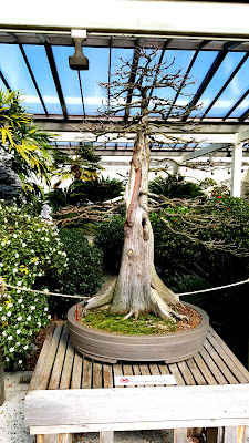 formal bald cypress bonsai