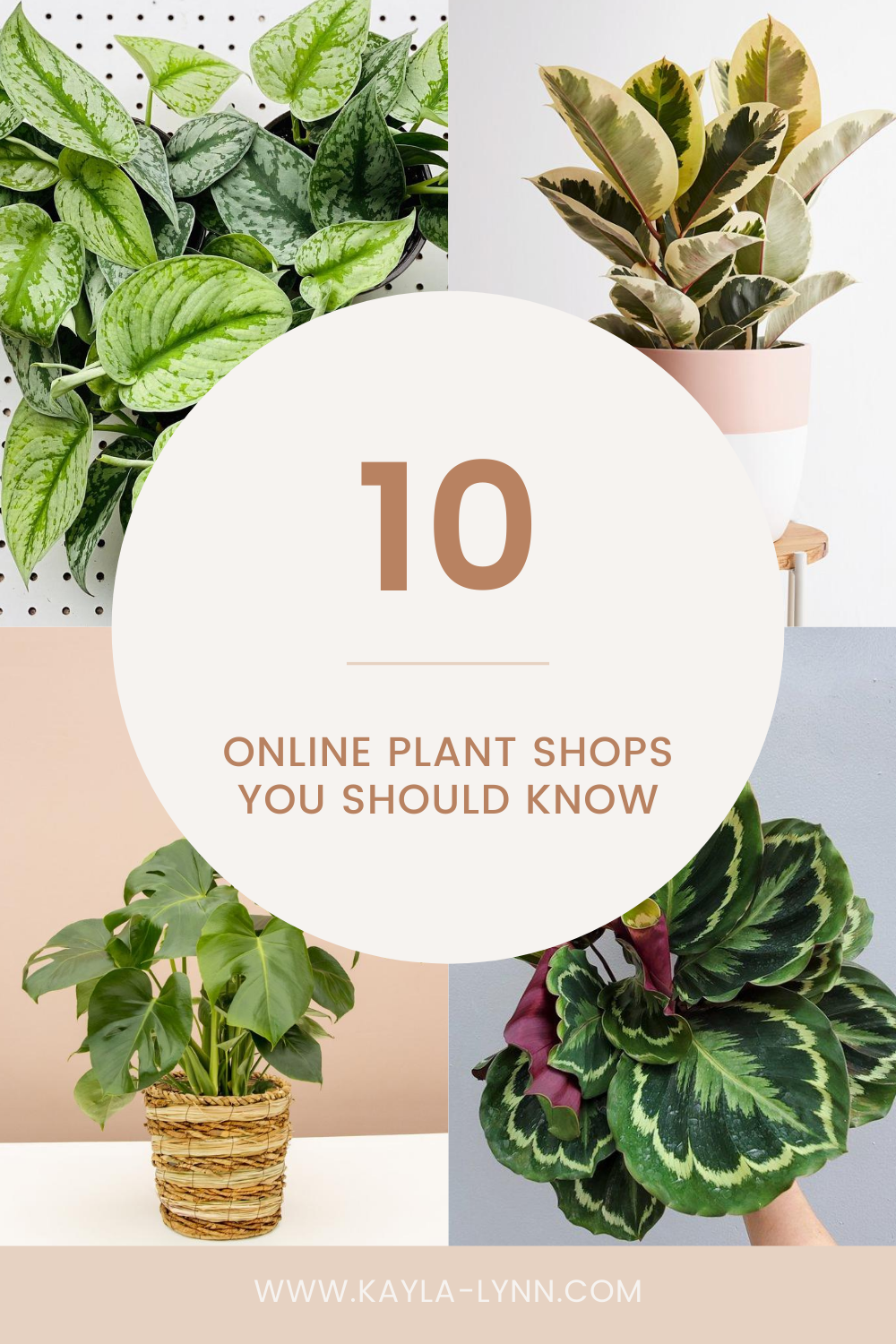 10 Online Plant Shops You Should Know About Kayla Lynn Seattle