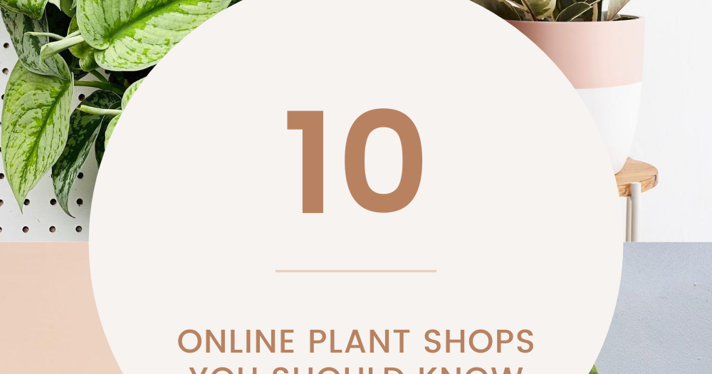 10 Online Plant Shops You Should Know About Kayla Lynn Seattle