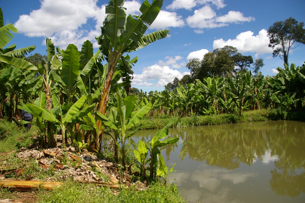 Ufugaji wa samaki katika bwawa image