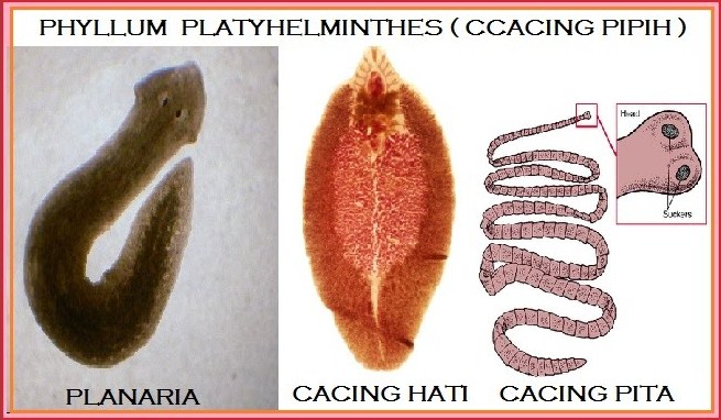 platyhelminthes kelas cestoda)