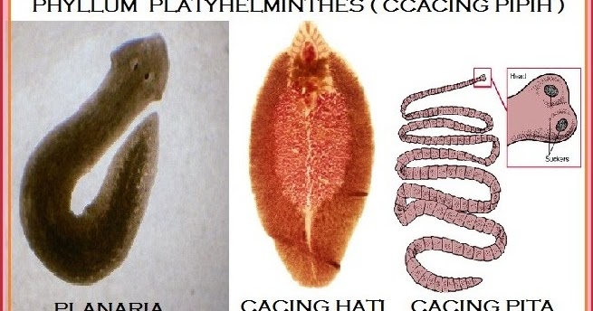 Klasifikasi Platyhelminthes Kelas Turbellaria, Kelas