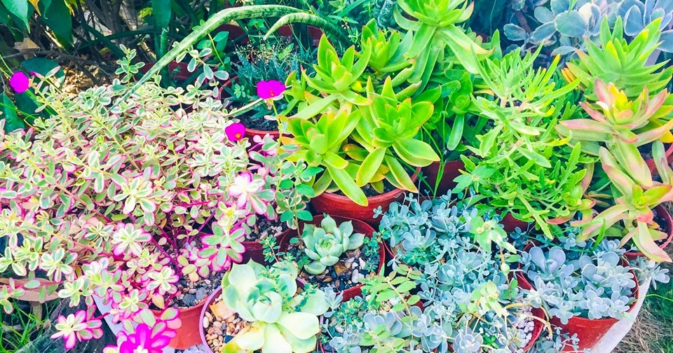 Succulents Cebu and Cactus Collection Cassiel's Succulent World Sun