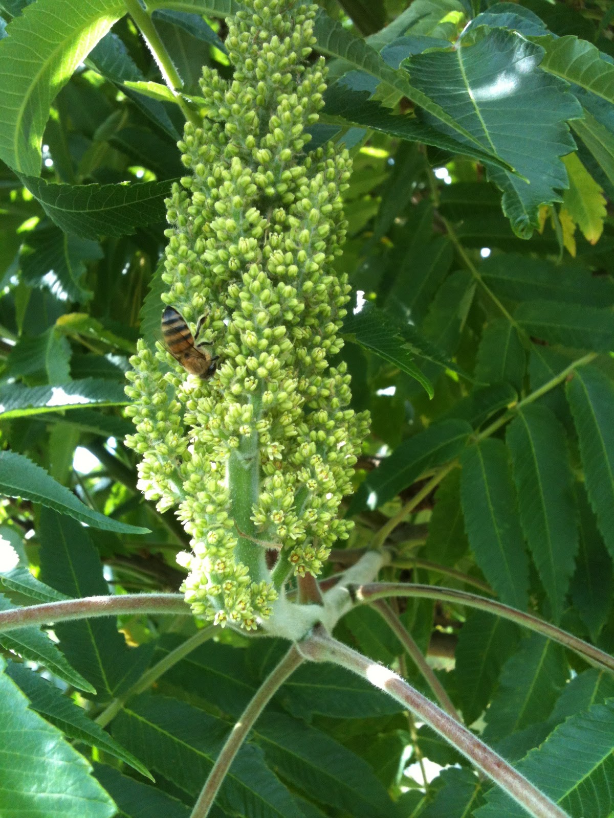 Che Guebee Apiary Bees on Smallleaved Linden Tree and Elmleaved