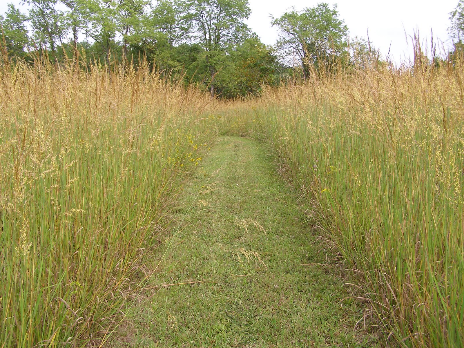 Blue Jay Barrens Flowering Indiangrass