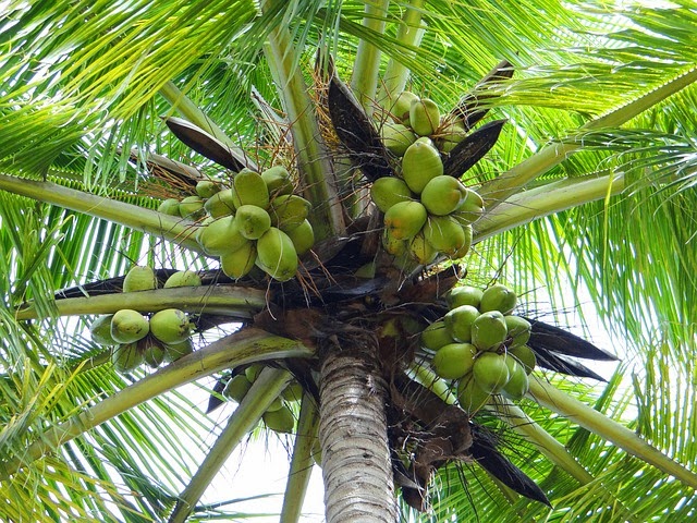 pohon kelapa di pantai