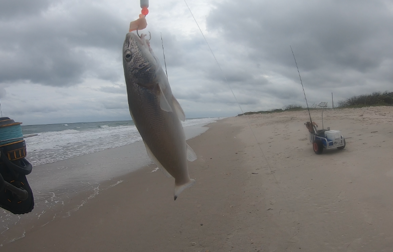 Florida East Coast Surf Fishing Blog 🎣 Florida Fishing Reports 🐟 Week