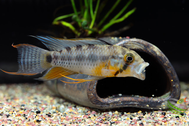 Apistogramma cf. payaminonis (sp. D3)