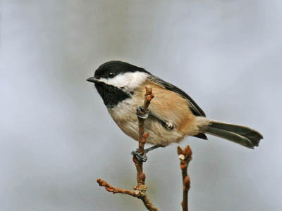 Photo of Black-capped Chickadee on twigs