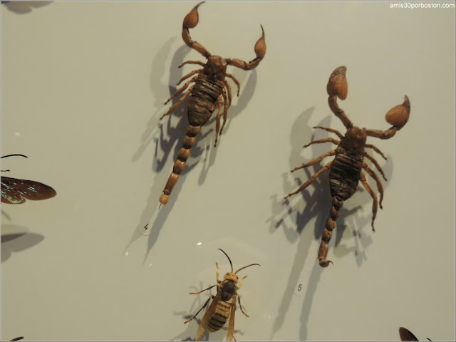 Escorpiones en el Insectarium de Montreal