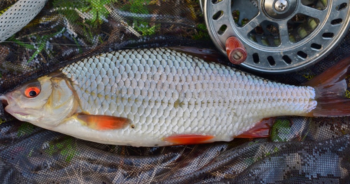 Bureboyblog The scales fell from my eyes.