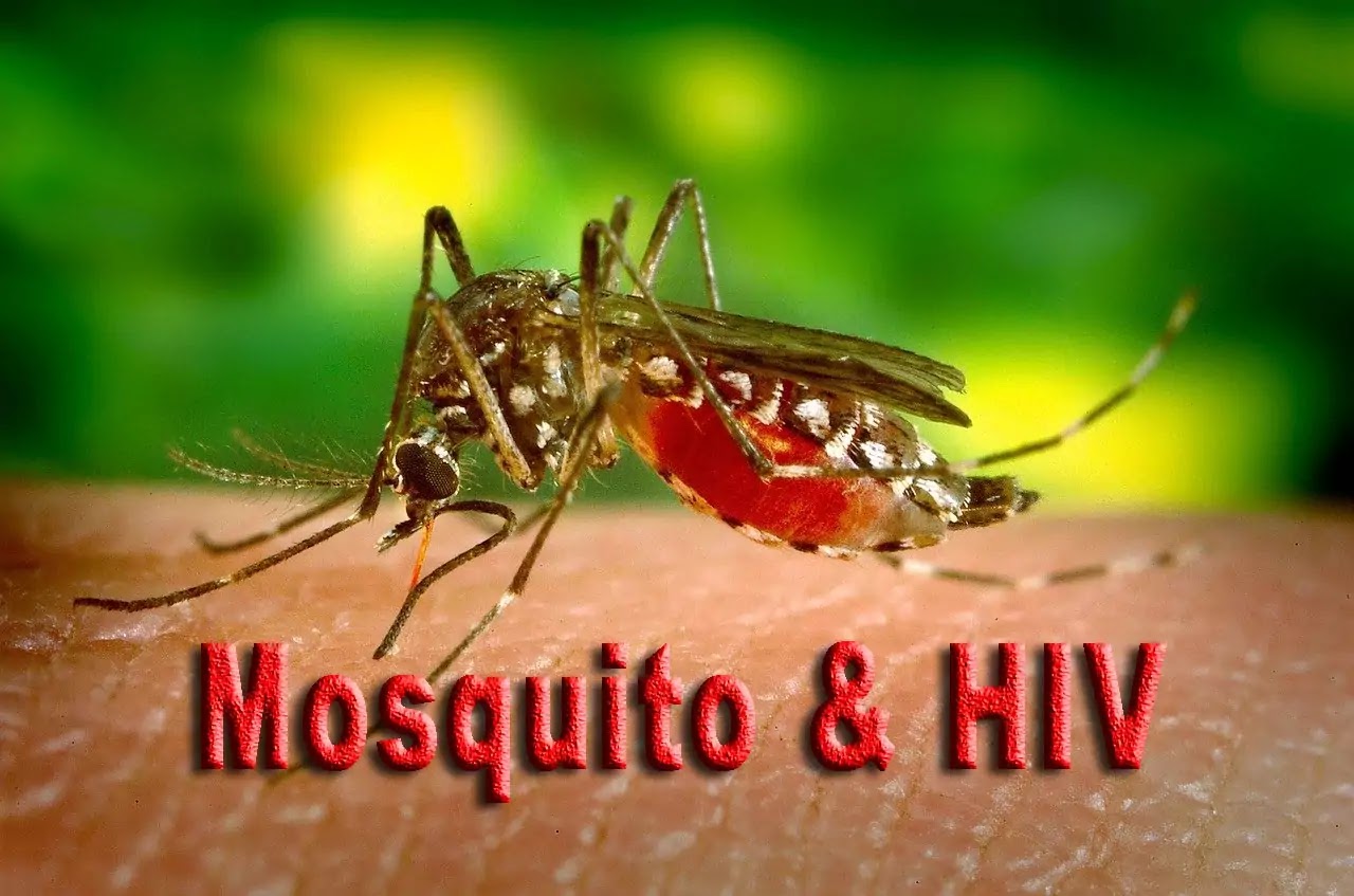 Can mosquitoes transmit HIV and What are diseases by mosquitoes?