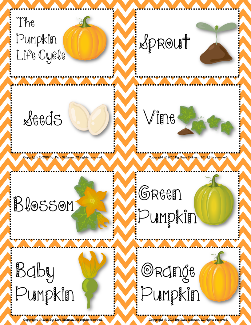 Pumpkin Life Cycle Chart